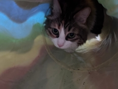 cat playing in the tunnel