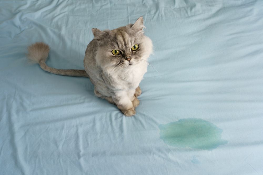 gato sentado cerca del lugar mojado o meado en la cama