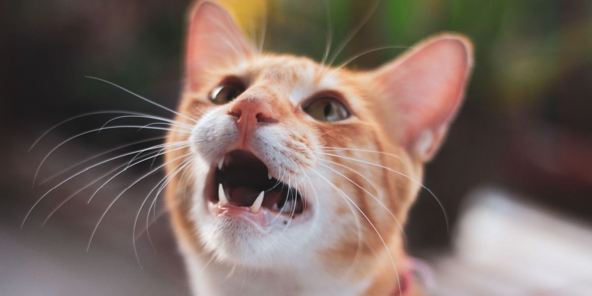 The image captures a playful moment of a cat vocalizing for treats, showcasing their interaction and excitement.