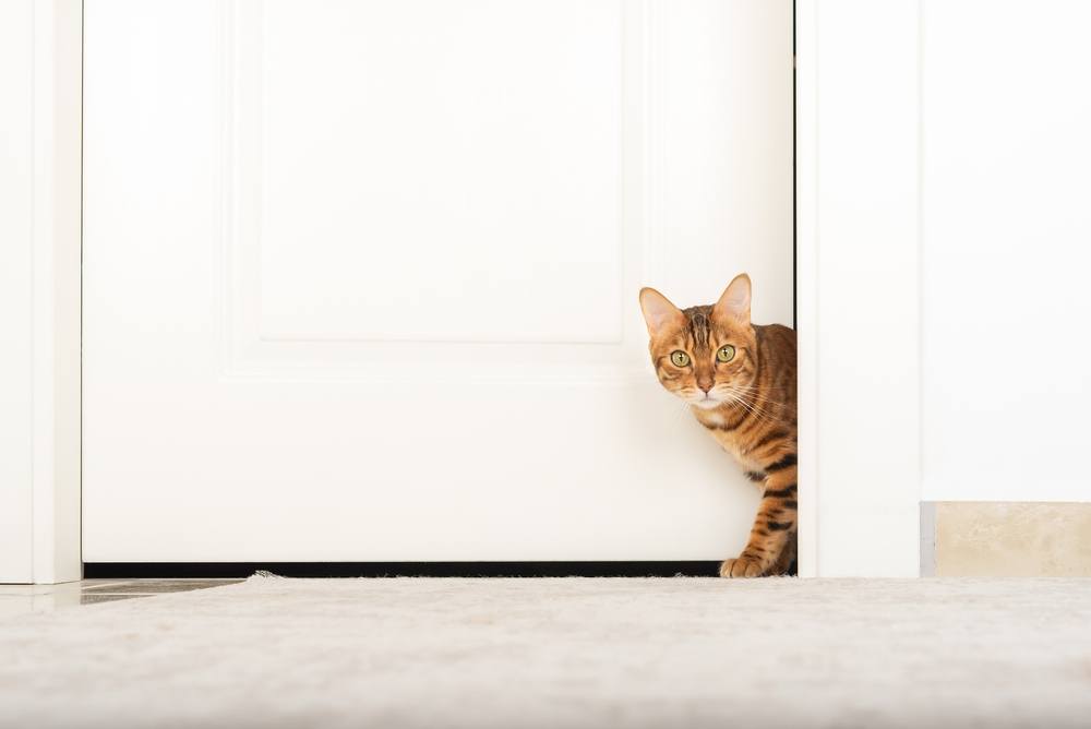 cat walking through the white door