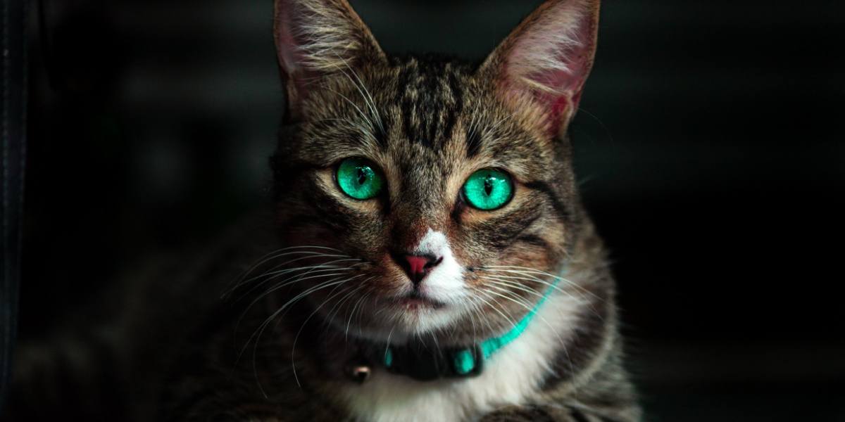 cat with glowing green eyes