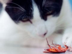 An image featuring a cat and a cockroach, possibly depicting the cat's interaction with the insect.