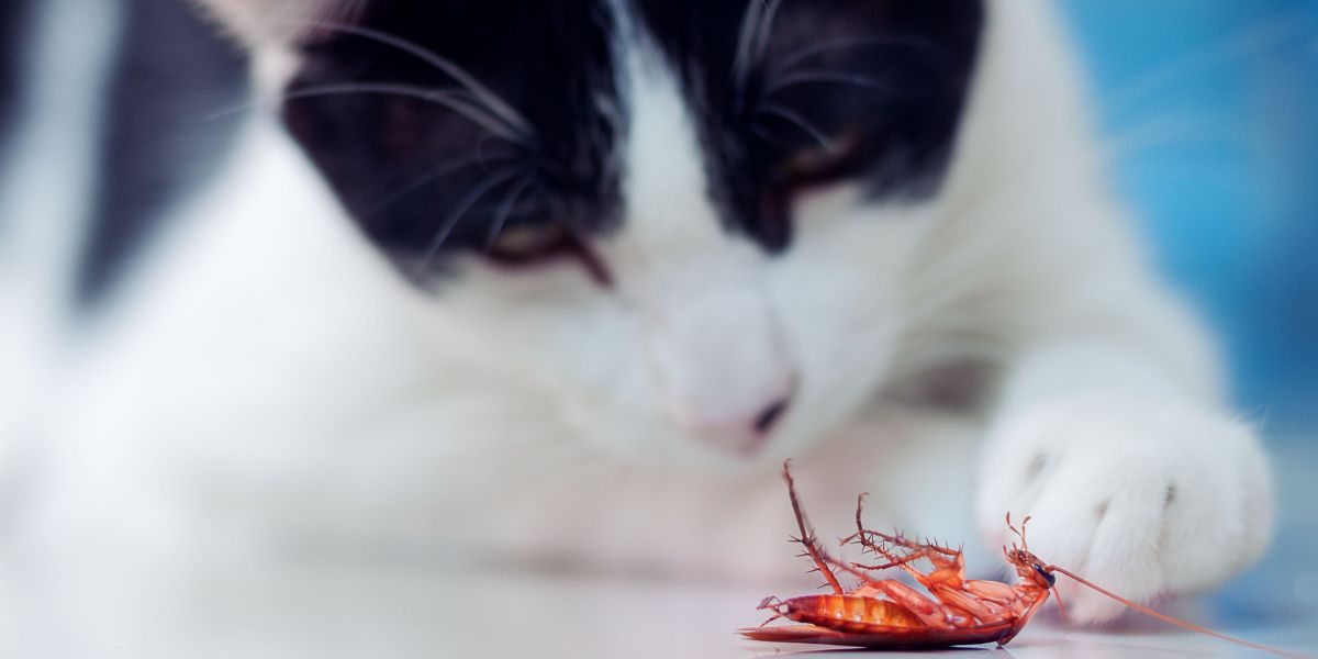 An image featuring a cat and a cockroach, possibly depicting the cat's interaction with the insect.