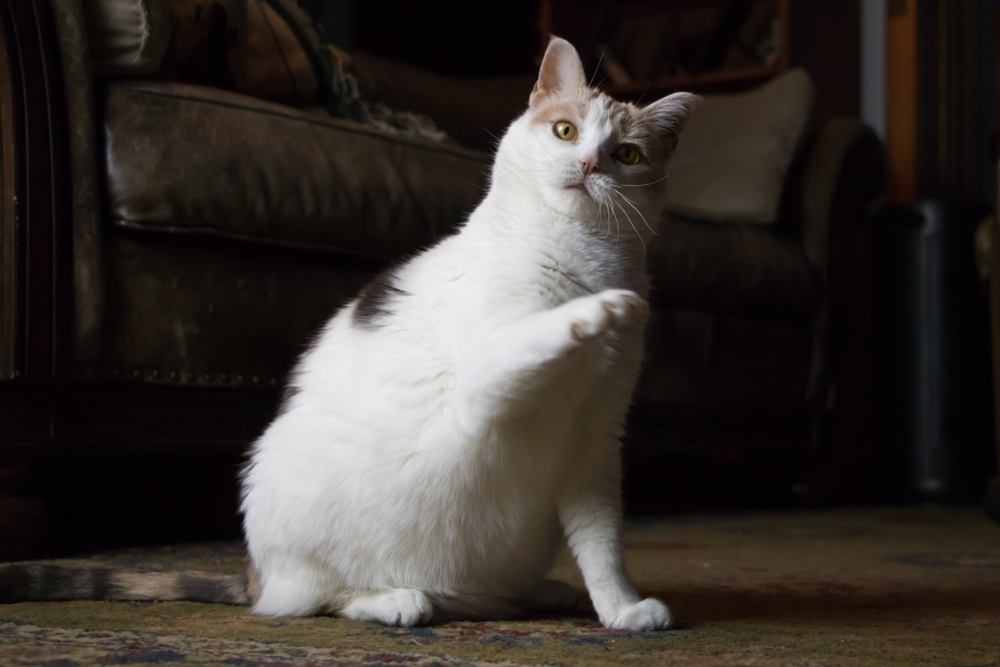 confused cat with a lifted paw