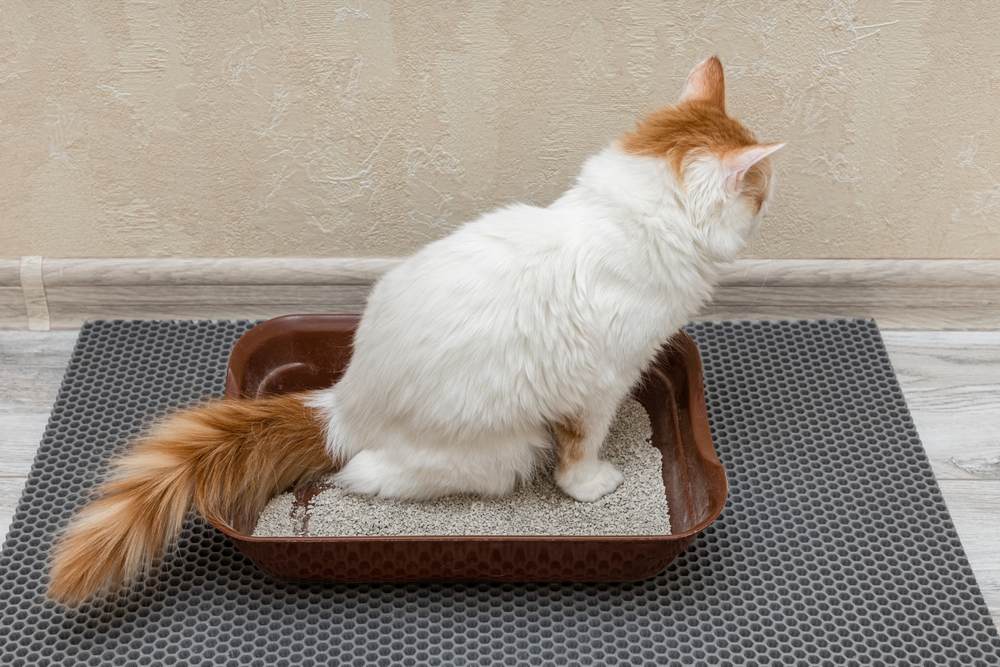 domestic cat goes to the toilet in the tray