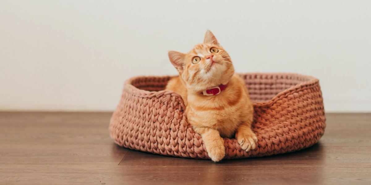 gatito atigrado jengibre en cama de gato rosa tejida