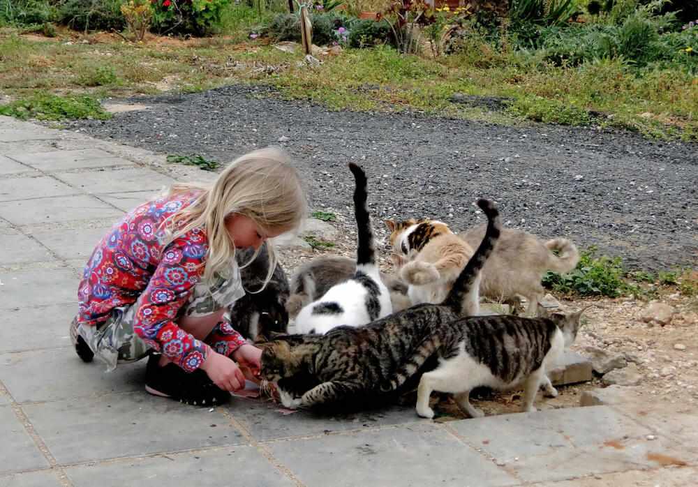 girl feeding stray cats