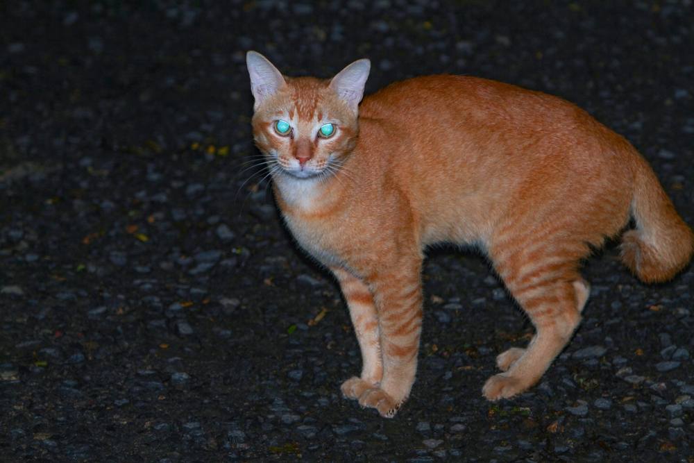 ojos de gato naranja brillando en la noche