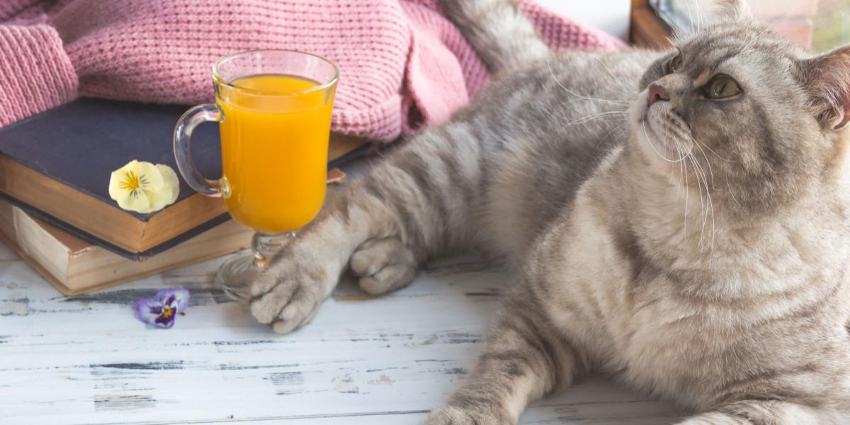 Grey Scottish Straight cat curiously near a glass of orange juice