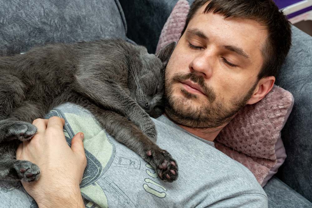 happy gray cat sleeps