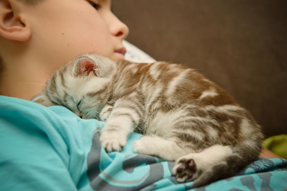 gatito duerme sobre niño