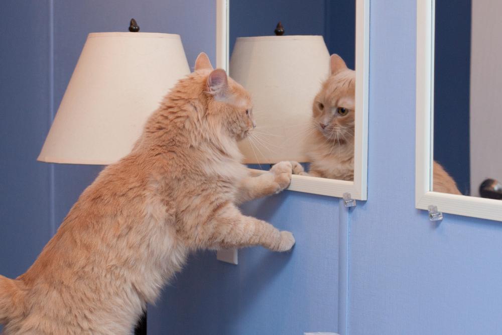 kitty admires its on point look in the mirror