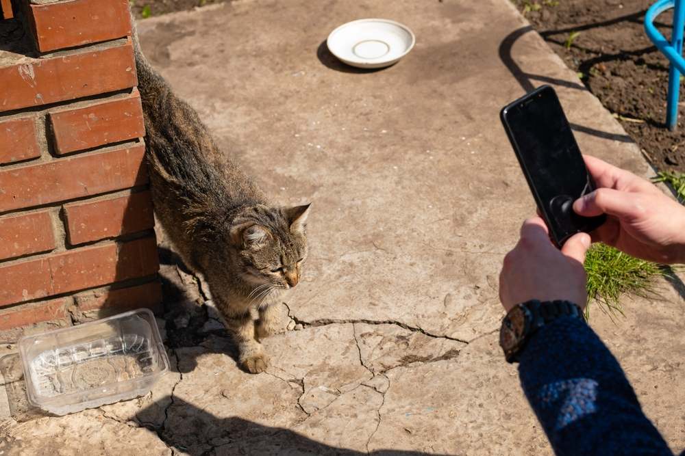 man takes pictures of stray cat