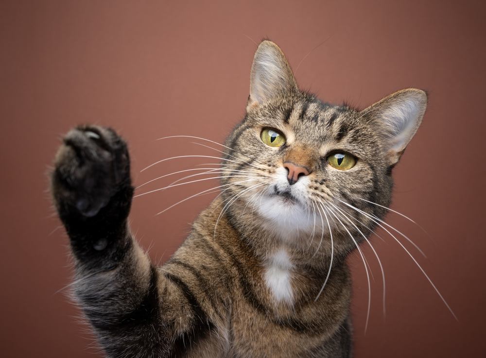 playful tabby shorthair cat raising paw reaching at camera