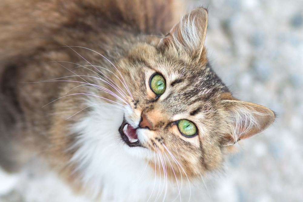 Portrait of a cat emitting a squeak.