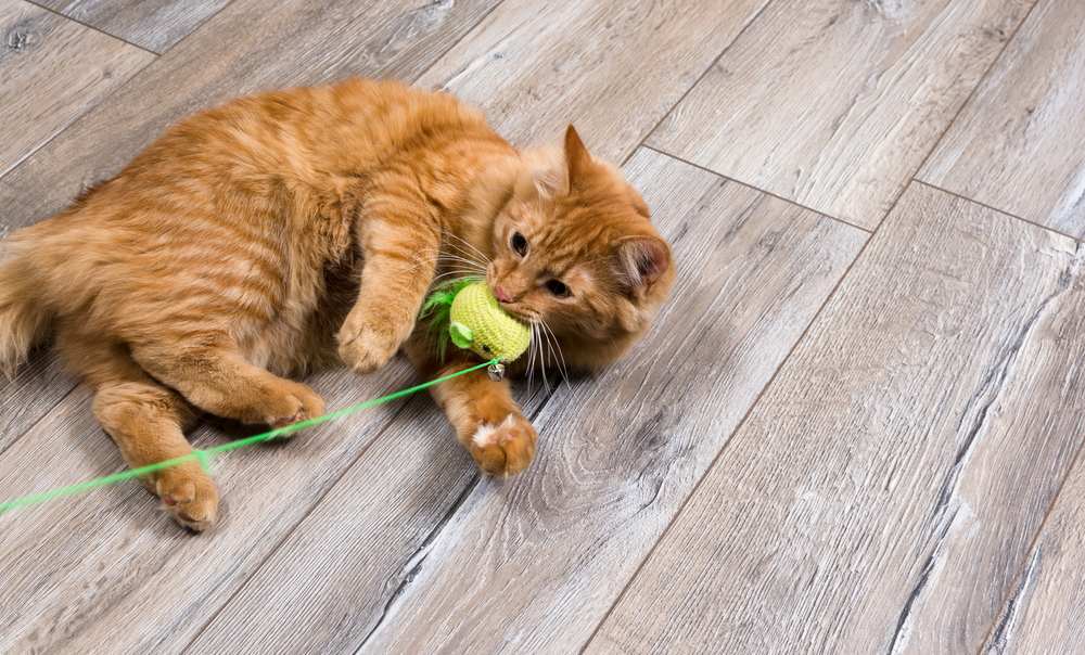 gato rojo jugando con un juguete