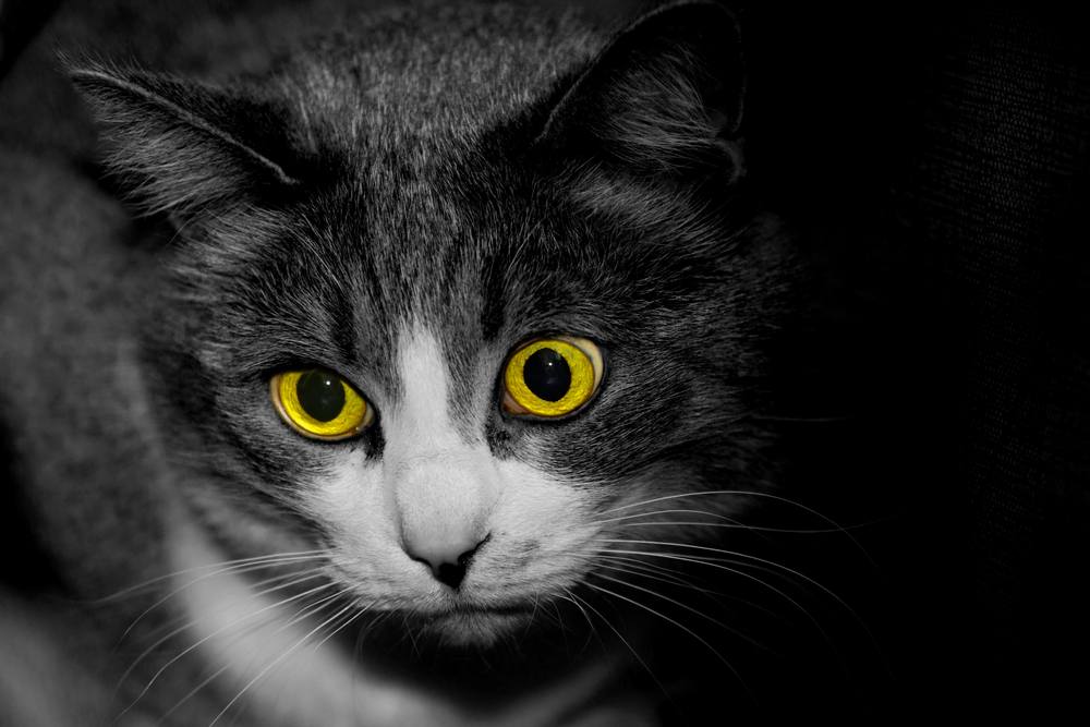 scary black white cat with yellow eyes