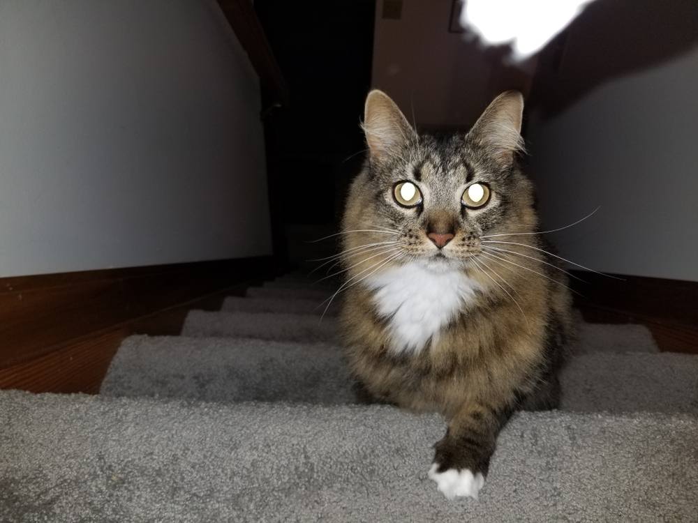 spooky glowing eyes Halloween cat