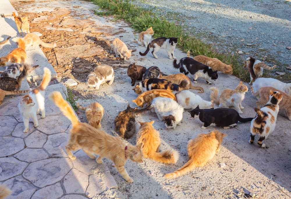 What Is A Glaring Of Cats And Other Words For Cat Collections Cats