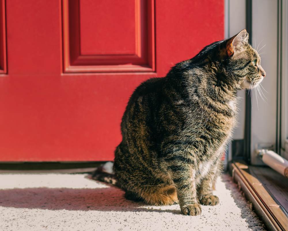 gato rayado mirando por la ventana de la puerta delantera