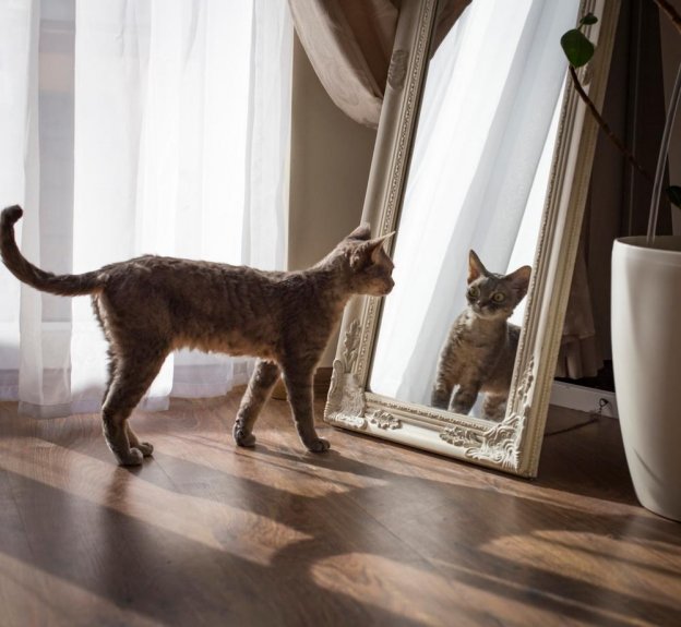 Do Cats Recognize Themselves In The Mirror?