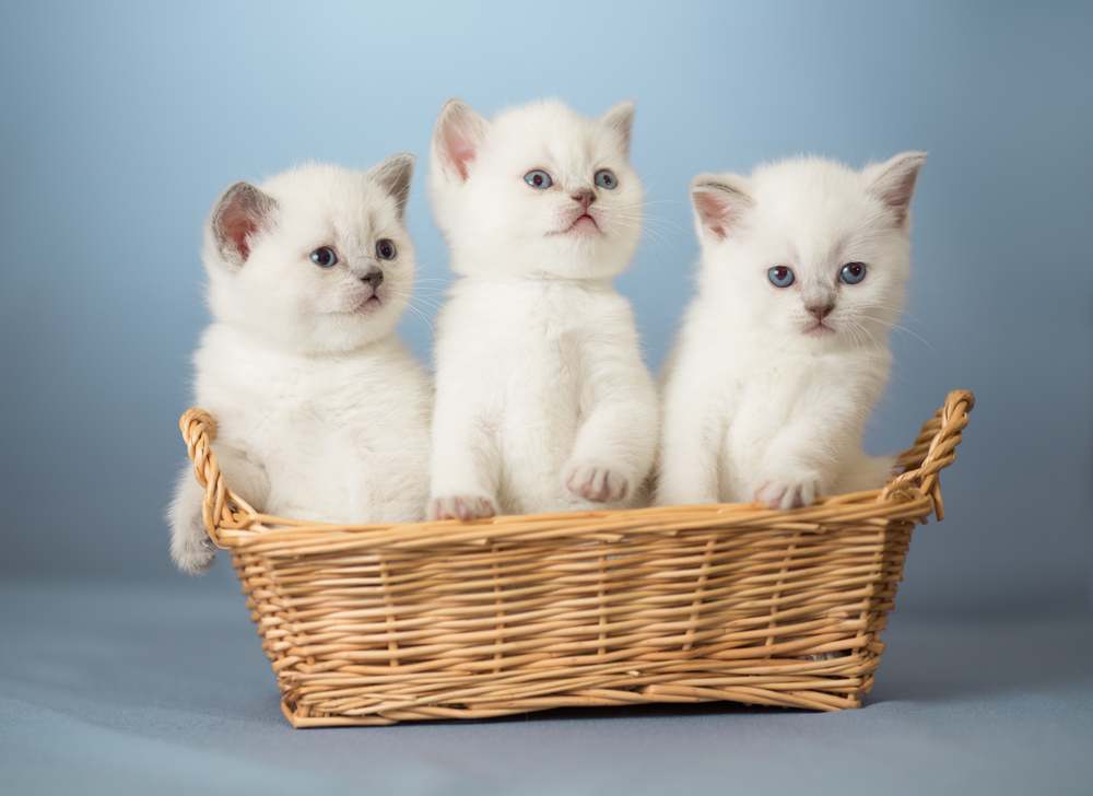 three white British kittens in basket