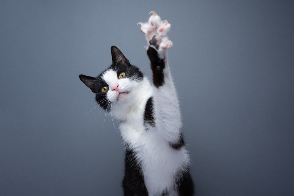  tuxedo cat raising paw showing claws