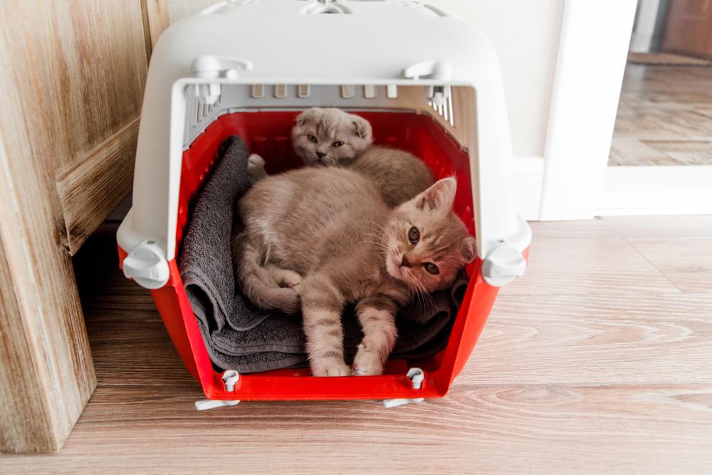 two kittens in carrier