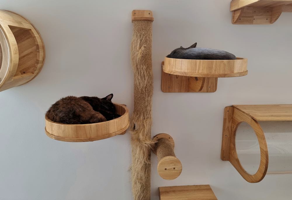 two young cat resting inside modern wall mounted cat bed