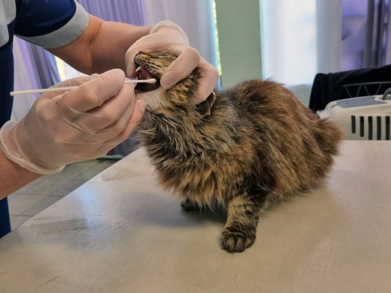How To Get a Stray Cat To Come To You