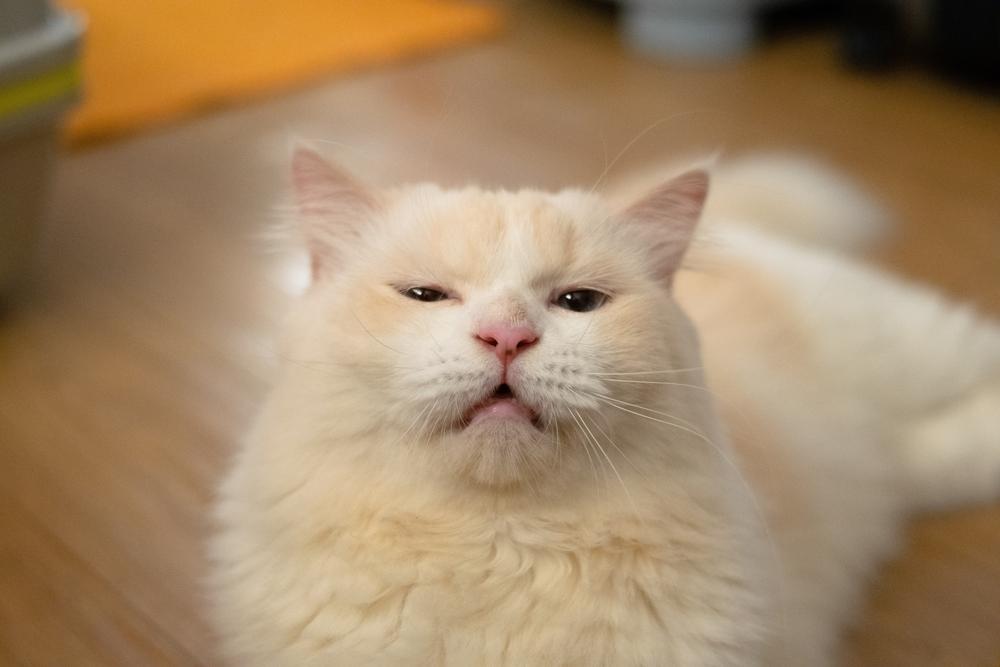 An amusing image of a cat displaying a quizzical expression and sniffing the air, as if detecting a peculiar or funny smell that has caught its attention.