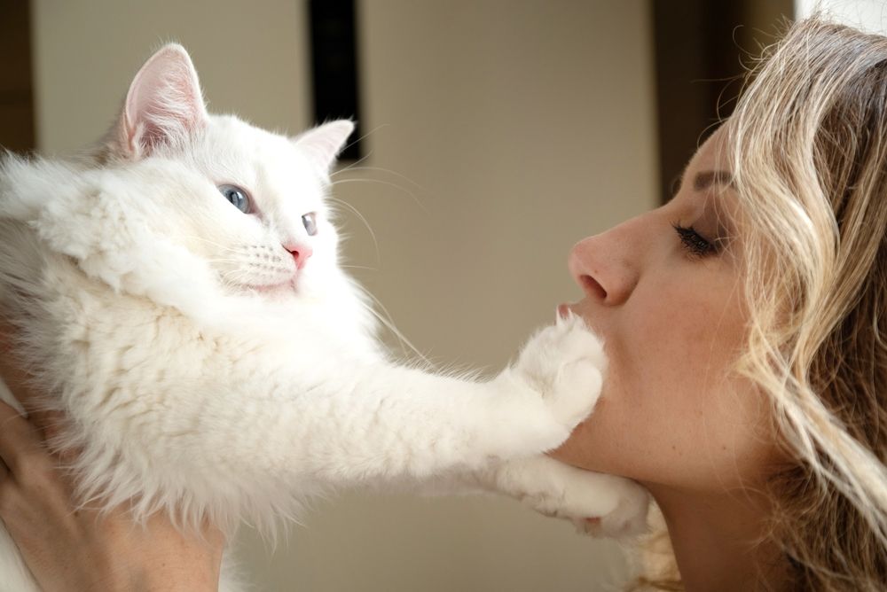 gato blanco esponjoso tocando la cara de la mujer con su pata
