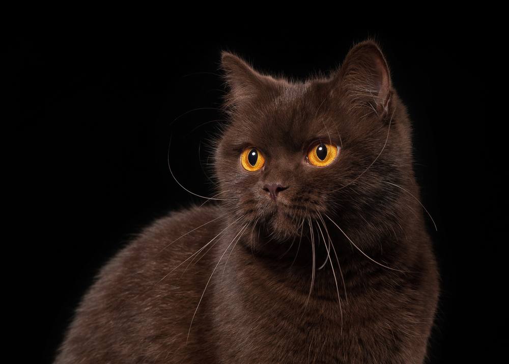 joven gato británico de chocolate sobre fondo negro