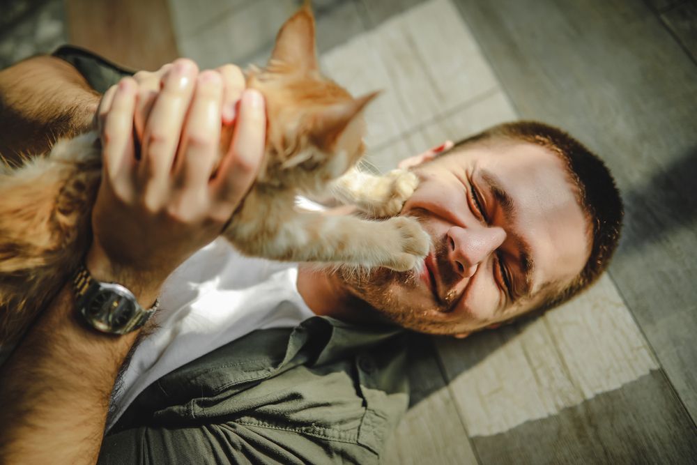 Cat putting paws playfully on a man's face.