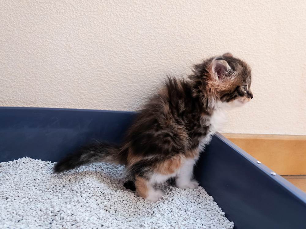 Un pequeño gatito usando un inodoro, una caja de arena.