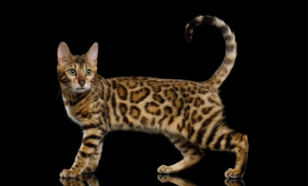 Bengal cat with rosettes standing healthy weight 