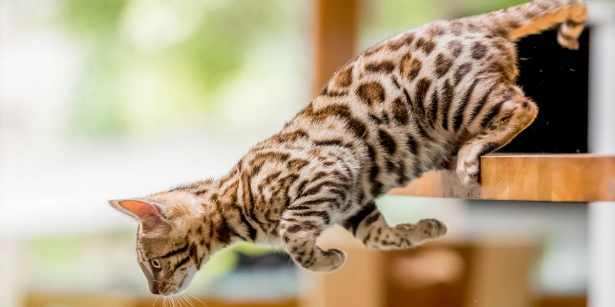 Bengal kitten jumping off a kitchen table
