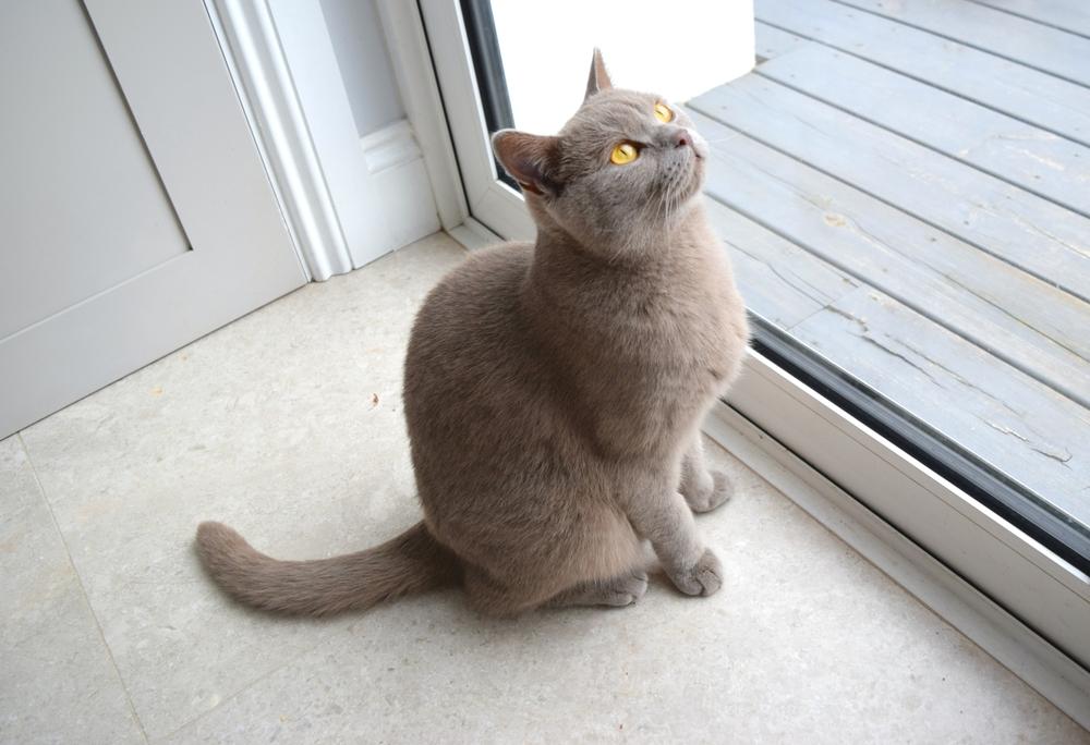 El gato azul británico de pura raza se sienta cerca de la puerta de cristal