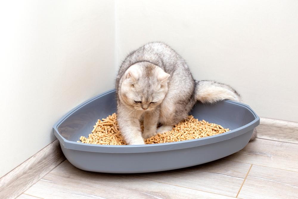 British cat is digging into litterbox