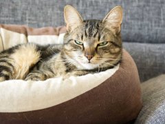 An image of a cat peacefully lying in a cozy bed. The cat is resting comfortably with its eyes closed, and its body language exudes relaxation.