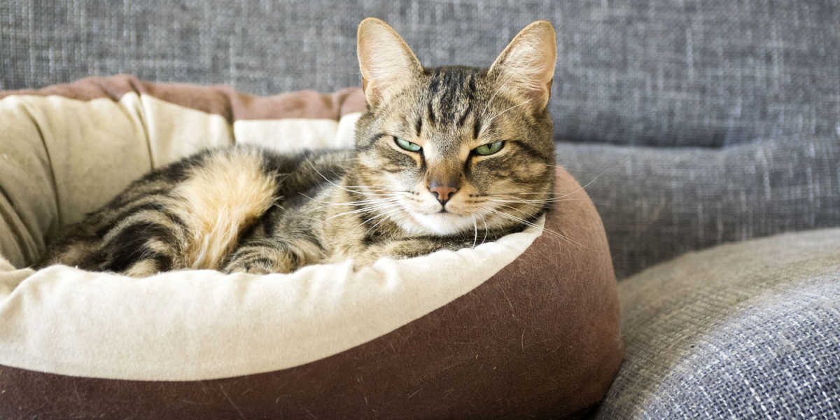 An image of a cat peacefully lying in a cozy bed. The cat is resting comfortably with its eyes closed, and its body language exudes relaxation.