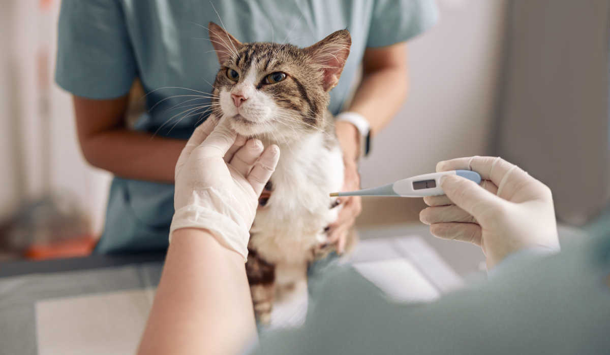 Sick cat at vet temperature