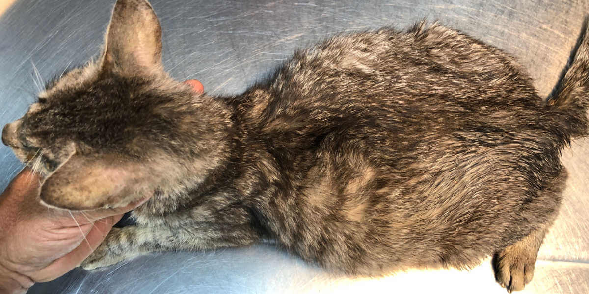 Gato con líquido abdominal hinchado en el abdomen ascitis