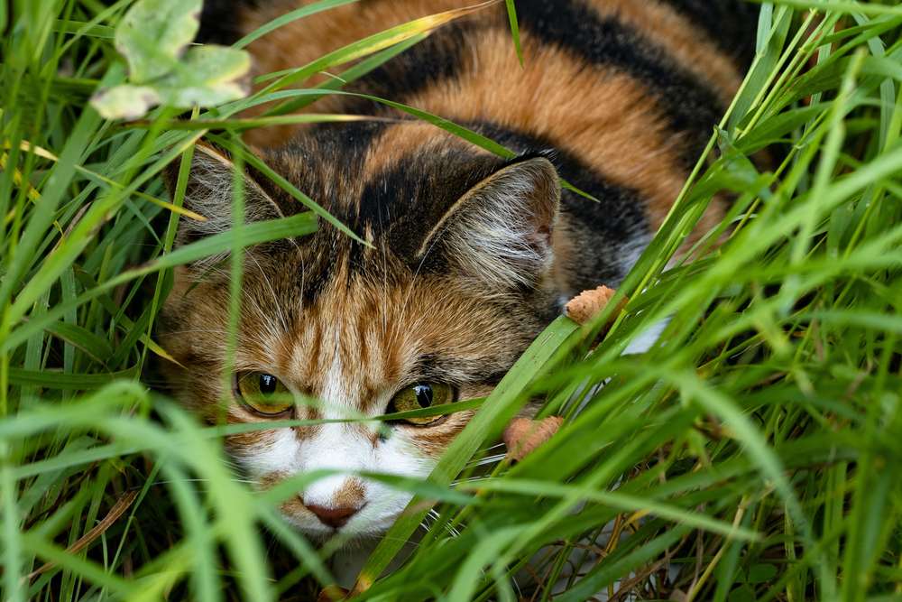Cat hiding behind the bushes.