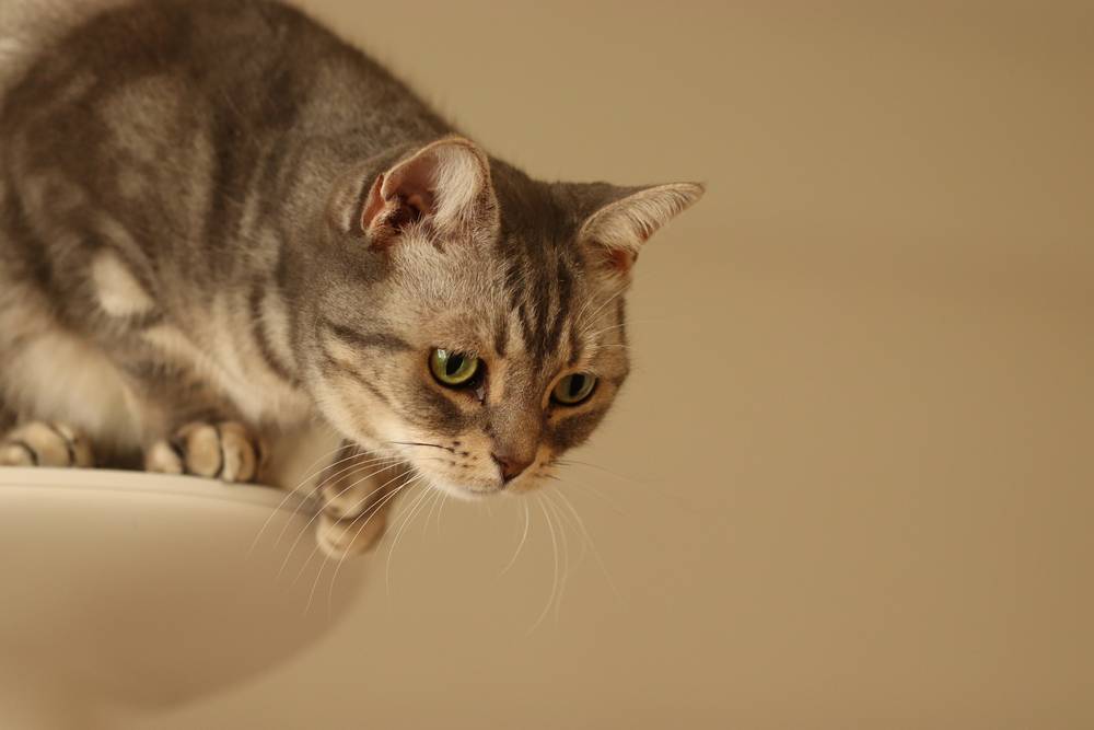Gato tratando de saltar de la torre de gatos