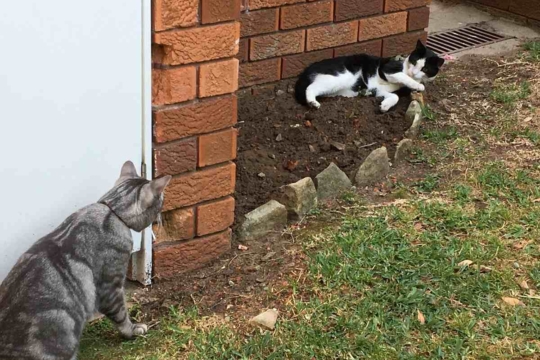 Territorial Marking and Spraying Behavior in Cats