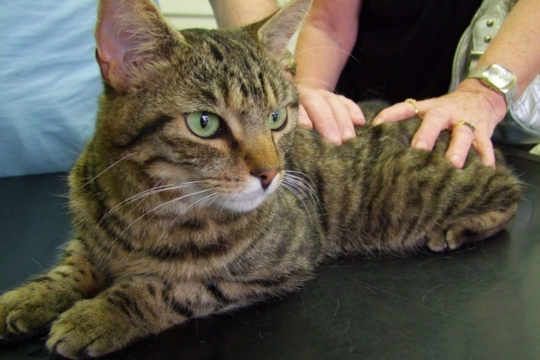 Colitis in Cats: Symptoms, Causes, Diagnosis & Treatment