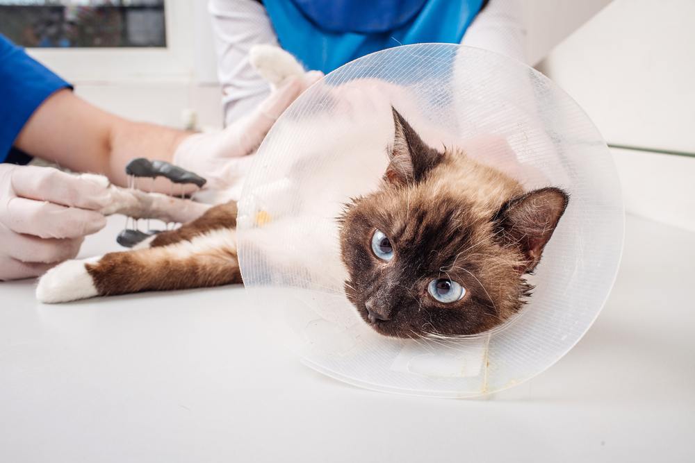 Doctor examining cat in x-ray room
