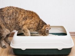 Domestic ginger cat examines litter box