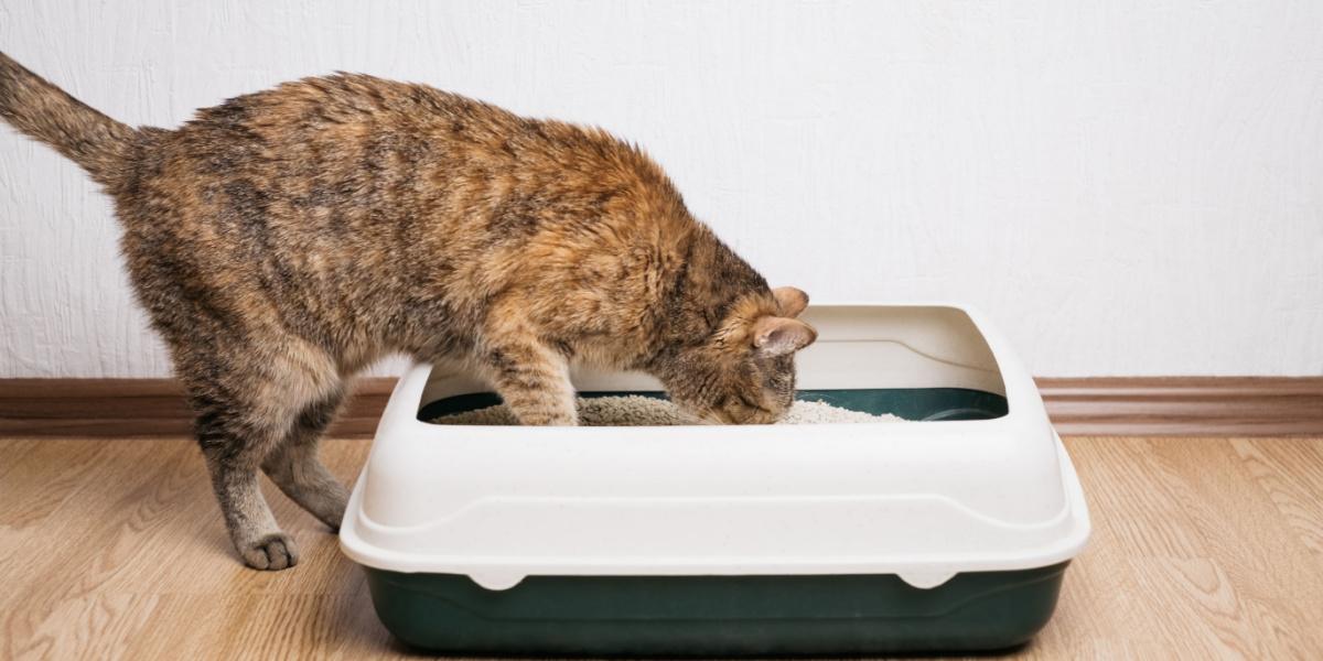 Domestic ginger cat examines litter box